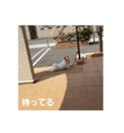 犬らぶ（個別スタンプ：31）
