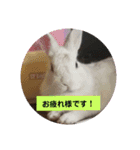 うさぎのち晴れ♪
時々⭐ちんちら（個別スタンプ：1）