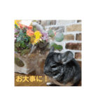 うさぎのち晴れ♪
時々⭐ちんちら（個別スタンプ：3）
