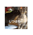 うさぎのち晴れ♪
時々⭐ちんちら（個別スタンプ：4）