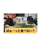うさぎのち晴れ♪
時々⭐ちんちら（個別スタンプ：5）