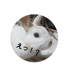 うさぎのち晴れ♪
時々⭐ちんちら（個別スタンプ：6）
