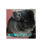 うさぎのち晴れ♪
時々⭐ちんちら（個別スタンプ：7）