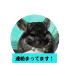 うさぎのち晴れ♪
時々⭐ちんちら（個別スタンプ：11）