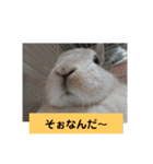 うさぎのち晴れ♪
時々⭐ちんちら（個別スタンプ：12）