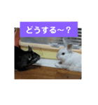 うさぎのち晴れ♪
時々⭐ちんちら（個別スタンプ：13）
