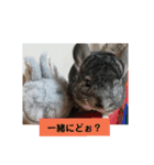 うさぎのち晴れ♪
時々⭐ちんちら（個別スタンプ：14）