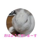 うさぎのち晴れ♪
時々⭐ちんちら（個別スタンプ：15）