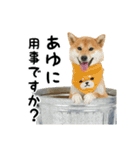 柴犬つむぎ ～あゆが使うスタンプ～（個別スタンプ：2）