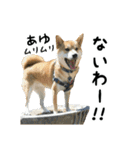 柴犬つむぎ ～あゆが使うスタンプ～（個別スタンプ：17）