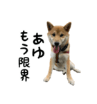 柴犬つむぎ ～あゆが使うスタンプ～（個別スタンプ：21）