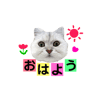 みいちゃんのねこ3（個別スタンプ：1）