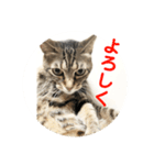 ルビーといっしよ（個別スタンプ：1）