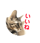 ルビーといっしよ（個別スタンプ：3）