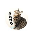 ルビーといっしよ（個別スタンプ：5）