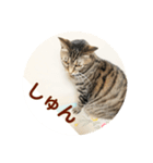 ルビーといっしよ（個別スタンプ：7）
