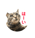 ルビーといっしよ（個別スタンプ：8）