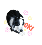 ボーダーコリー犬の1年 Border Collie（個別スタンプ：1）