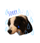 ボーダーコリー犬の1年 Border Collie（個別スタンプ：2）