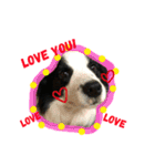 ボーダーコリー犬の1年 Border Collie（個別スタンプ：3）