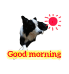 ボーダーコリー犬の1年 Border Collie（個別スタンプ：4）