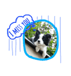 ボーダーコリー犬の1年 Border Collie（個別スタンプ：5）