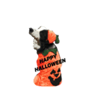 ボーダーコリー犬の1年 Border Collie（個別スタンプ：6）