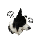 ボーダーコリー犬の1年 Border Collie（個別スタンプ：7）