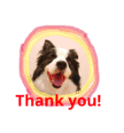 ボーダーコリー犬の1年 Border Collie（個別スタンプ：8）