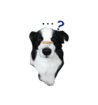 ボーダーコリー犬の1年 Border Collie（個別スタンプ：9）