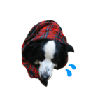 ボーダーコリー犬の1年 Border Collie（個別スタンプ：10）