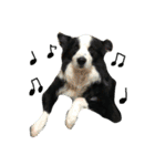ボーダーコリー犬の1年 Border Collie（個別スタンプ：11）