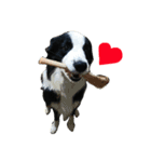 ボーダーコリー犬の1年 Border Collie（個別スタンプ：12）