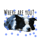 ボーダーコリー犬の1年 Border Collie（個別スタンプ：13）