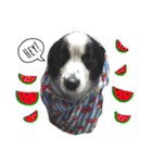 ボーダーコリー犬の1年 Border Collie（個別スタンプ：14）
