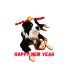 ボーダーコリー犬の1年 Border Collie（個別スタンプ：15）