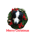 ボーダーコリー犬の1年 Border Collie（個別スタンプ：16）