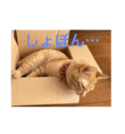 茶トラさんのつぶやき（個別スタンプ：3）