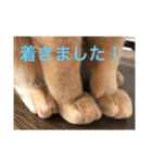 茶トラさんのつぶやき（個別スタンプ：4）