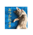 茶トラさんのつぶやき（個別スタンプ：5）