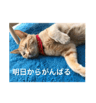 茶トラさんのつぶやき（個別スタンプ：7）