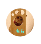 茶トラさんのつぶやき（個別スタンプ：8）