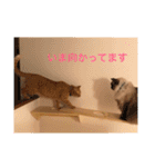 茶トラさんのつぶやき（個別スタンプ：9）