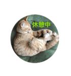 茶トラさんのつぶやき（個別スタンプ：10）