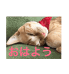 茶トラさんのつぶやき（個別スタンプ：11）