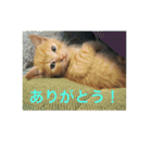 茶トラさんのつぶやき（個別スタンプ：14）