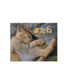 茶トラさんのつぶやき（個別スタンプ：16）
