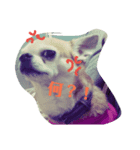 ちわスタンプ3（個別スタンプ：2）