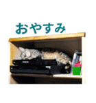 チワワのリアルな私生活 Ver.2（個別スタンプ：32）