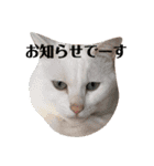 ダックスその他の愉快な仲間たちの日常13（個別スタンプ：5）